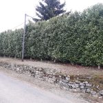 Coulon Paysage - Rabatage Haie