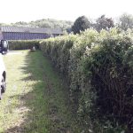 Coulon Paysage - Rabatage Haie